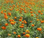 Food Colour Lutein - Herbal Extracts